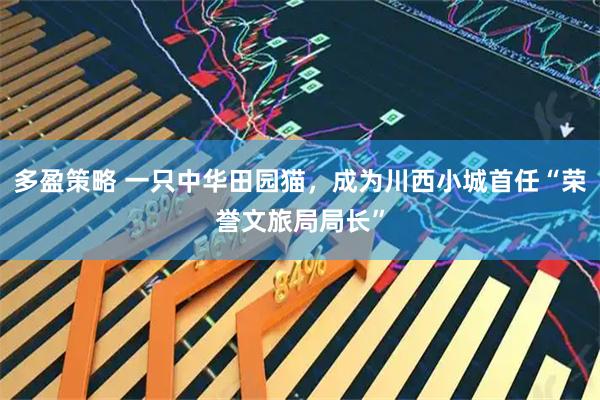 多盈策略 一只中华田园猫，成为川西小城首任“荣誉文旅局局长”